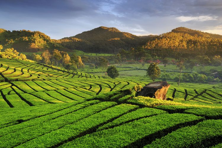 Perkebunan Teh Rancabali